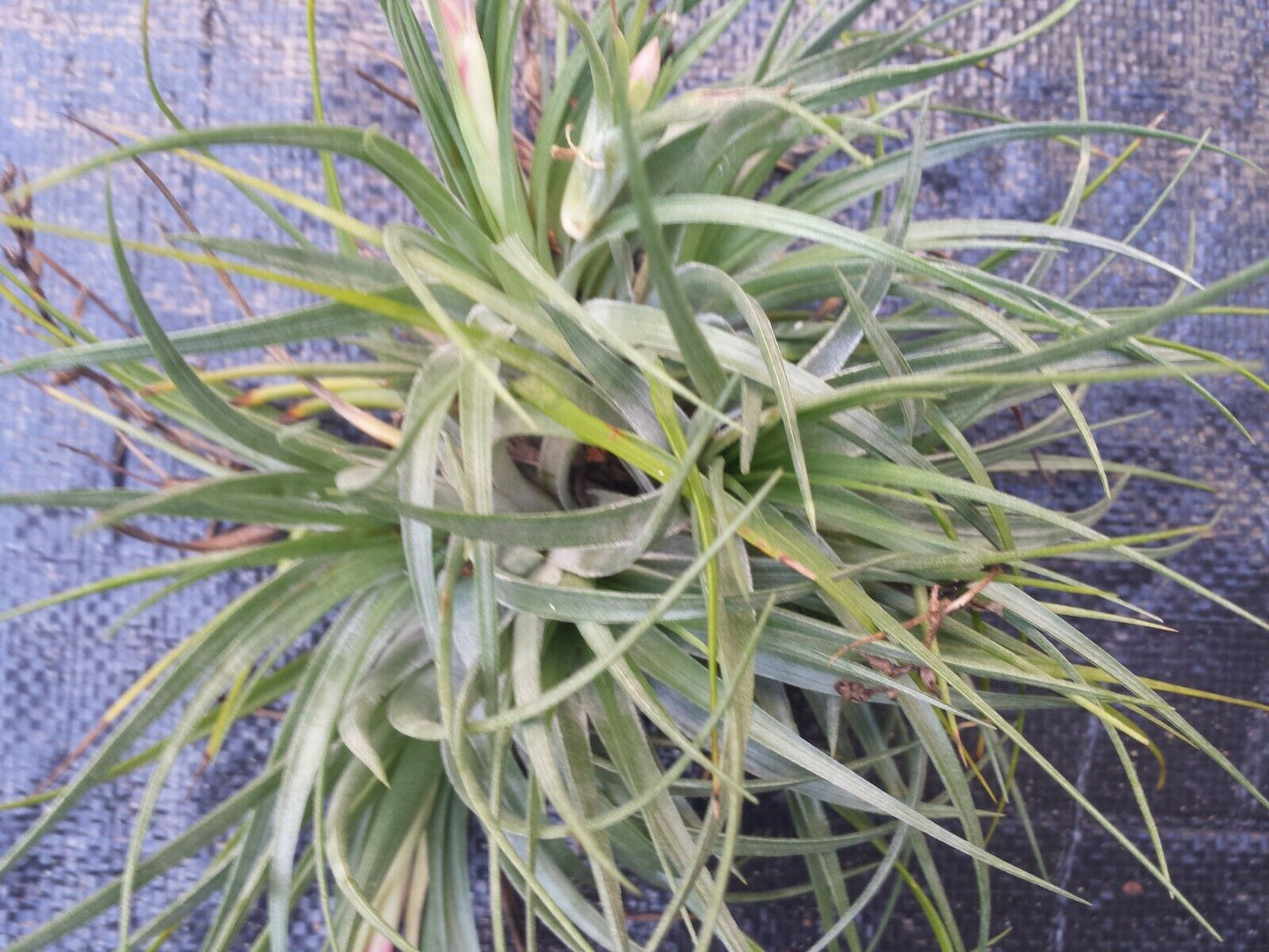 Tillandsia Stricta large colony