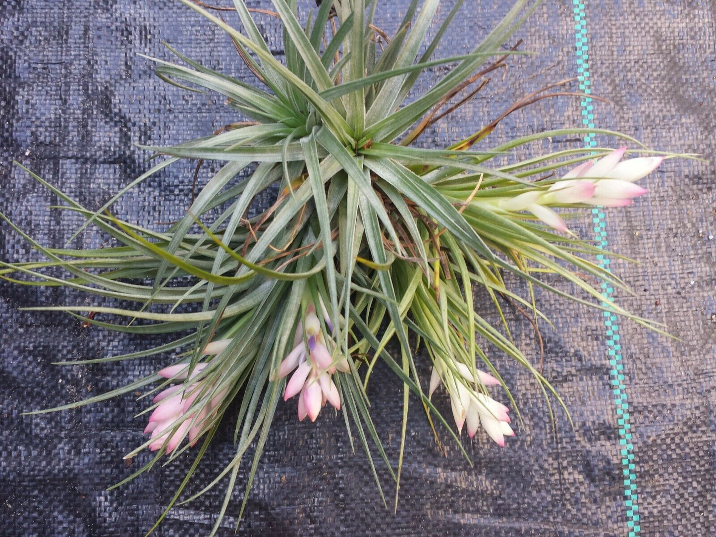 Tillandsia Stricta large colony