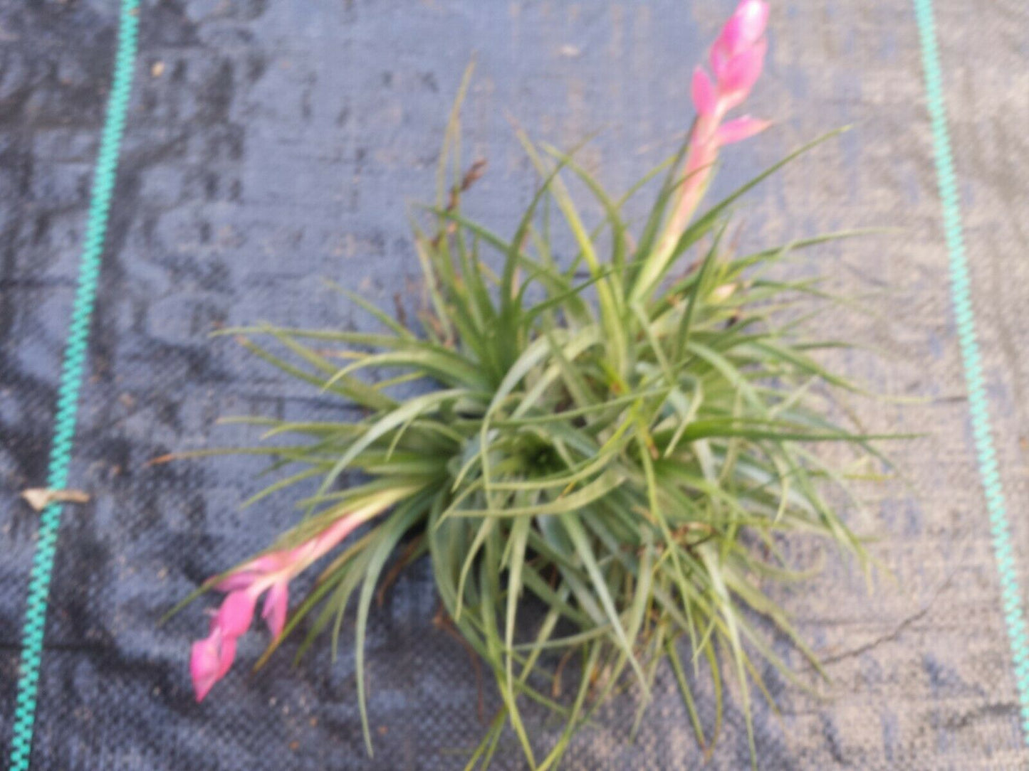 Tillandsia Stricta large colony