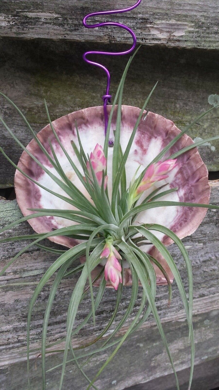 Bromeliad Tillandsia Stricta in Giant scallop seashell