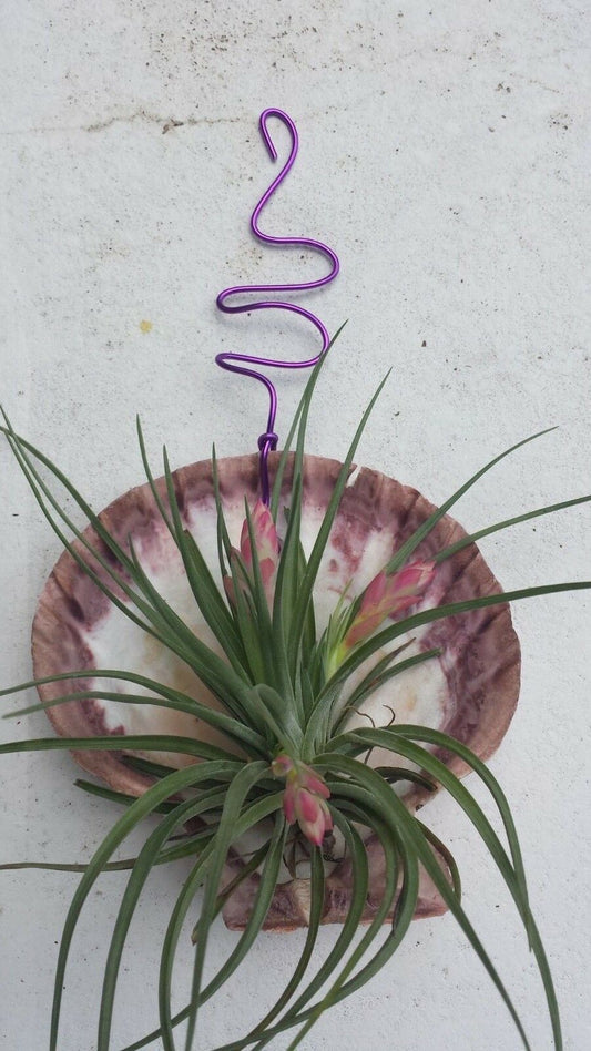 Bromeliad Tillandsia Stricta in Giant scallop seashell
