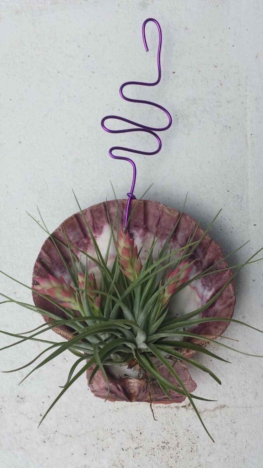 Bromeliad Tillandsia Stricta in Giant scallop seashell