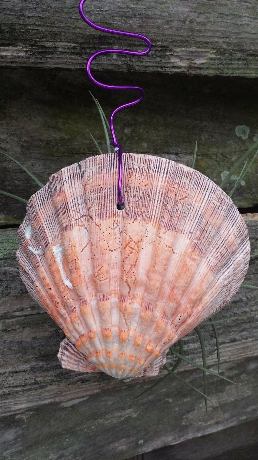 Bromeliad Tillandsia Stricta in Giant scallop seashell