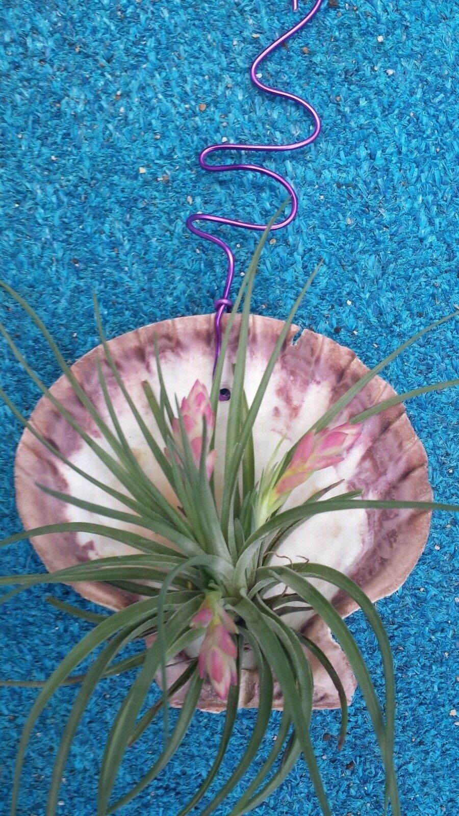 Bromeliad Tillandsia Stricta in Giant scallop seashell
