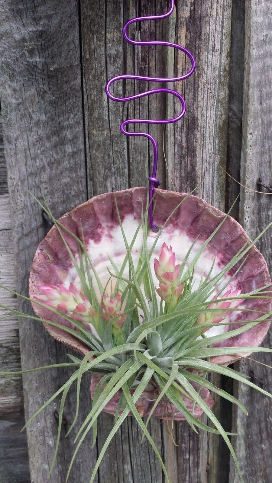 Bromeliad Tillandsia Stricta in Giant scallop seashell
