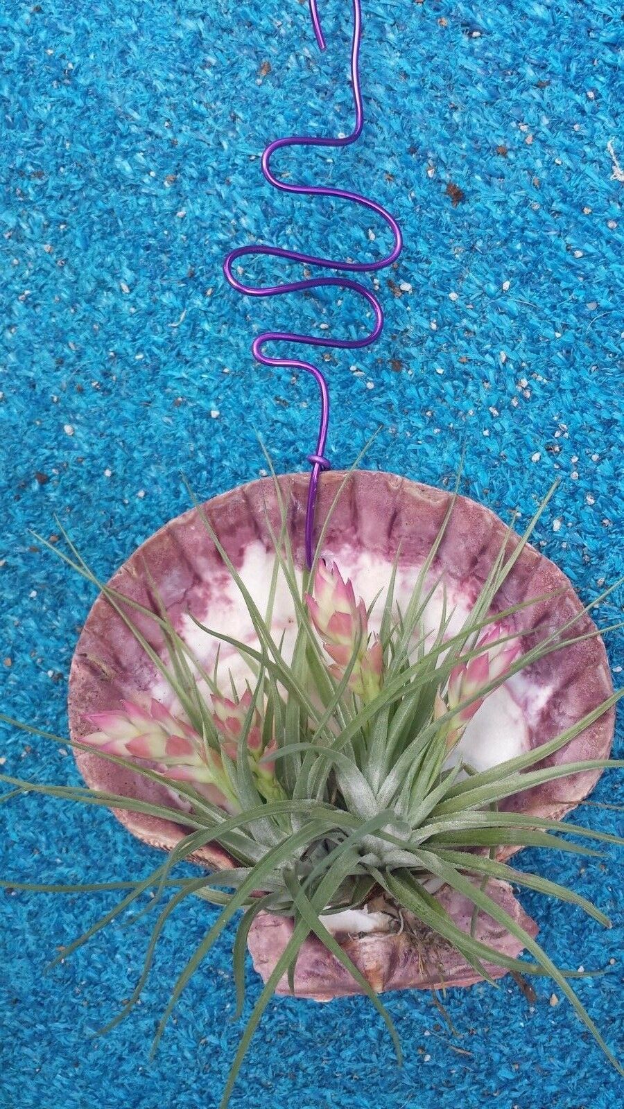 Bromeliad Tillandsia Stricta in Giant scallop seashell