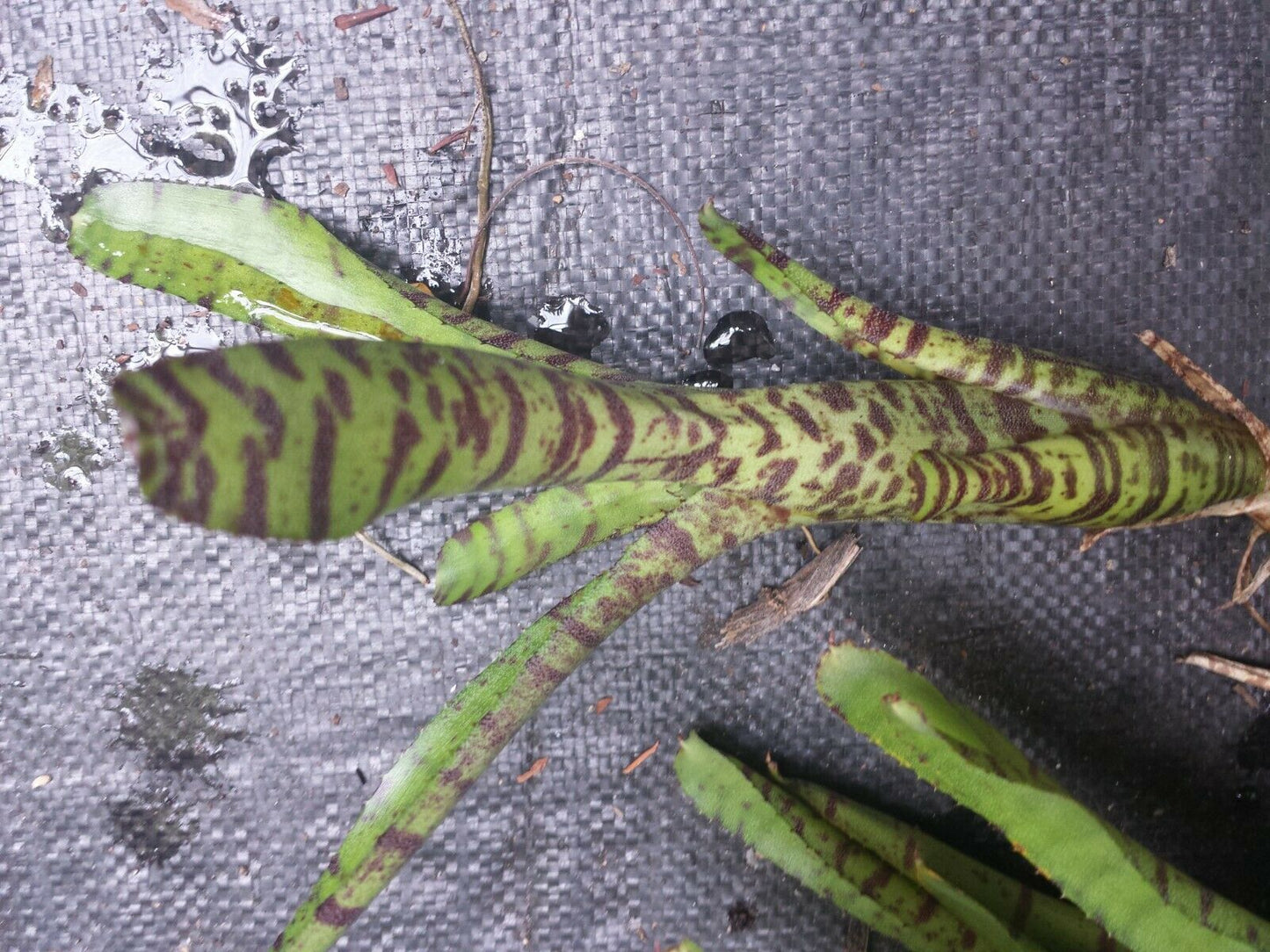 Bromeliad Mini Neoregelia Tiger Cub