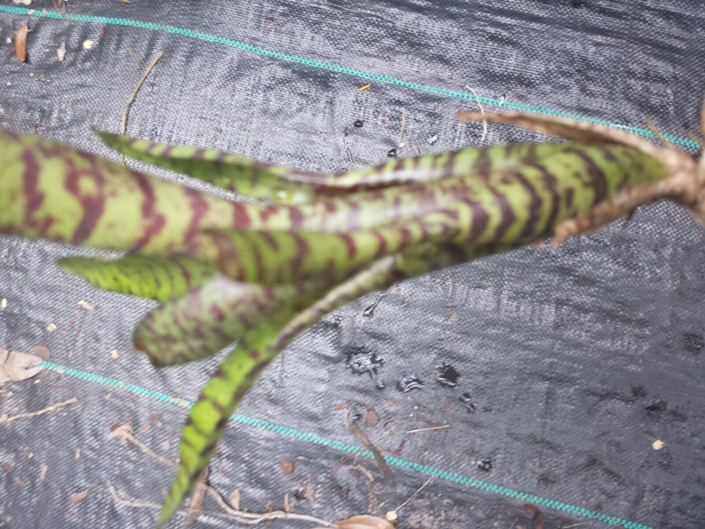 Bromeliad Mini Neoregelia Tiger Cub