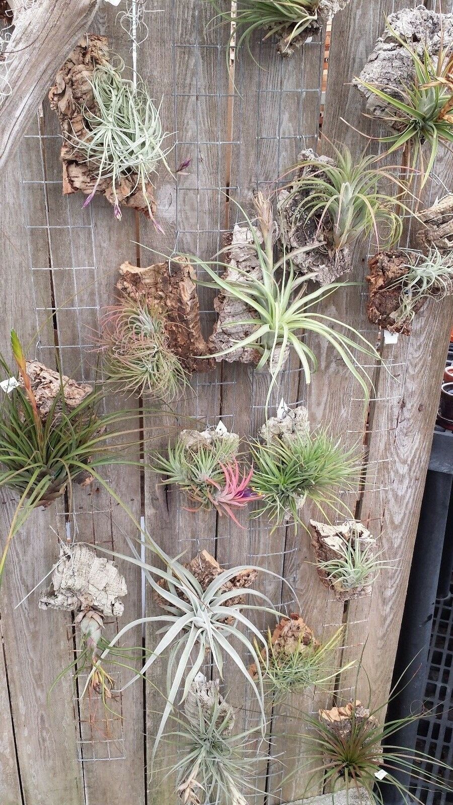 air plant mounting Bromeliad Tillandsia Mounted on Cork Hanging air plant
