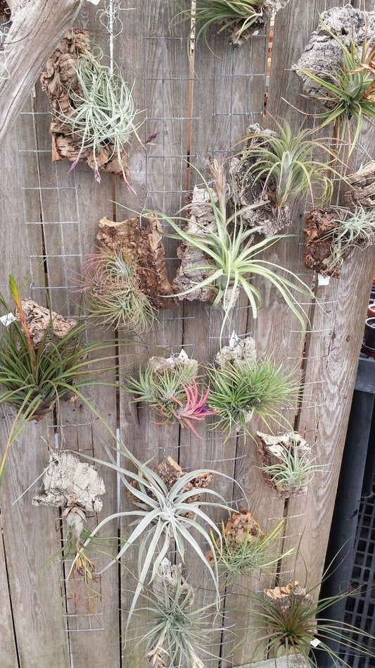 Bromeliad Tillandsia Mounted on Cork Hanging air plant