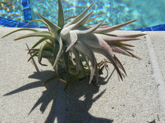 Bromeliad Tillandsia ionantha v. van-hyningii Tropical Air Plant