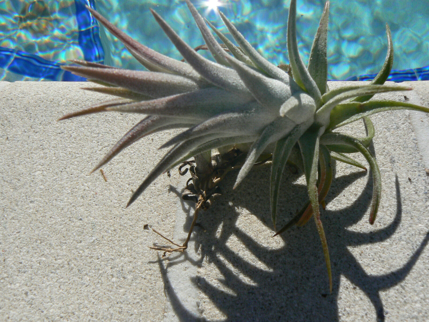 Bromeliad Tillandsia ionantha v. van-hyningii Tropical Air Plant