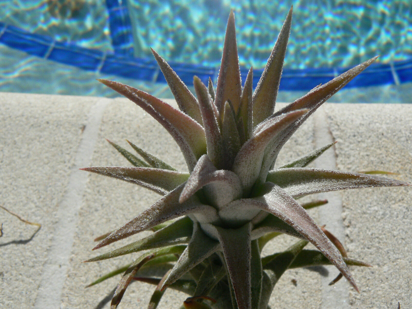 Bromeliad Tillandsia ionantha v. van-hyningii Tropical Air Plant