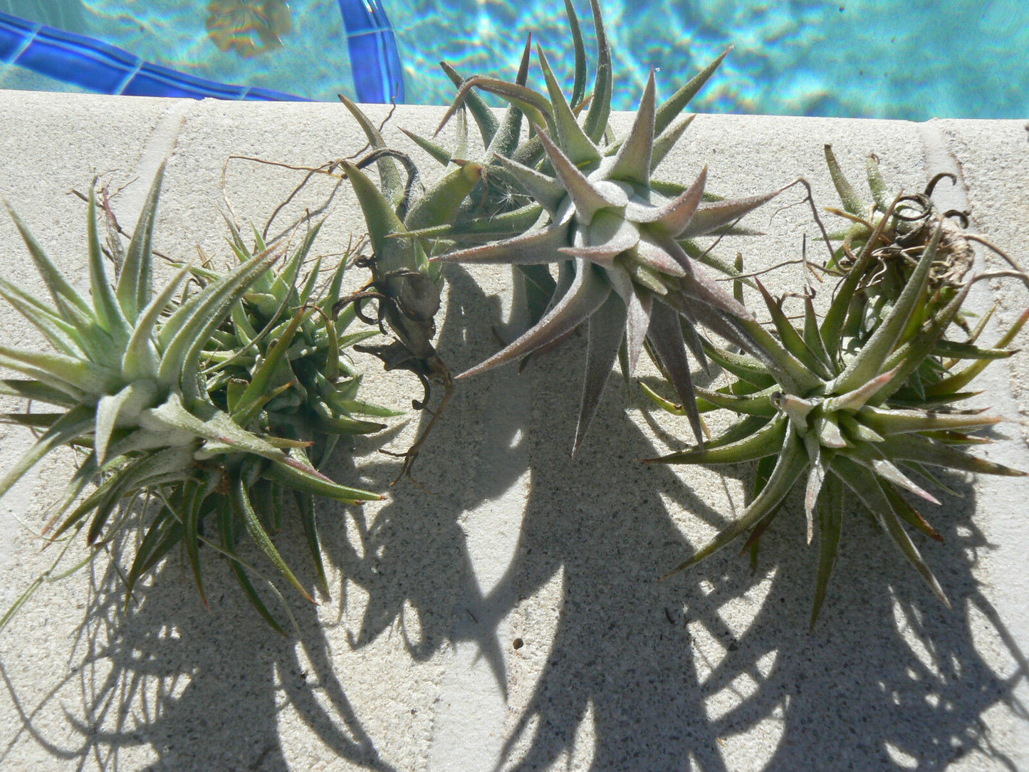 Bromeliad Tillandsia ionantha v. van-hyningii Tropical Air Plant