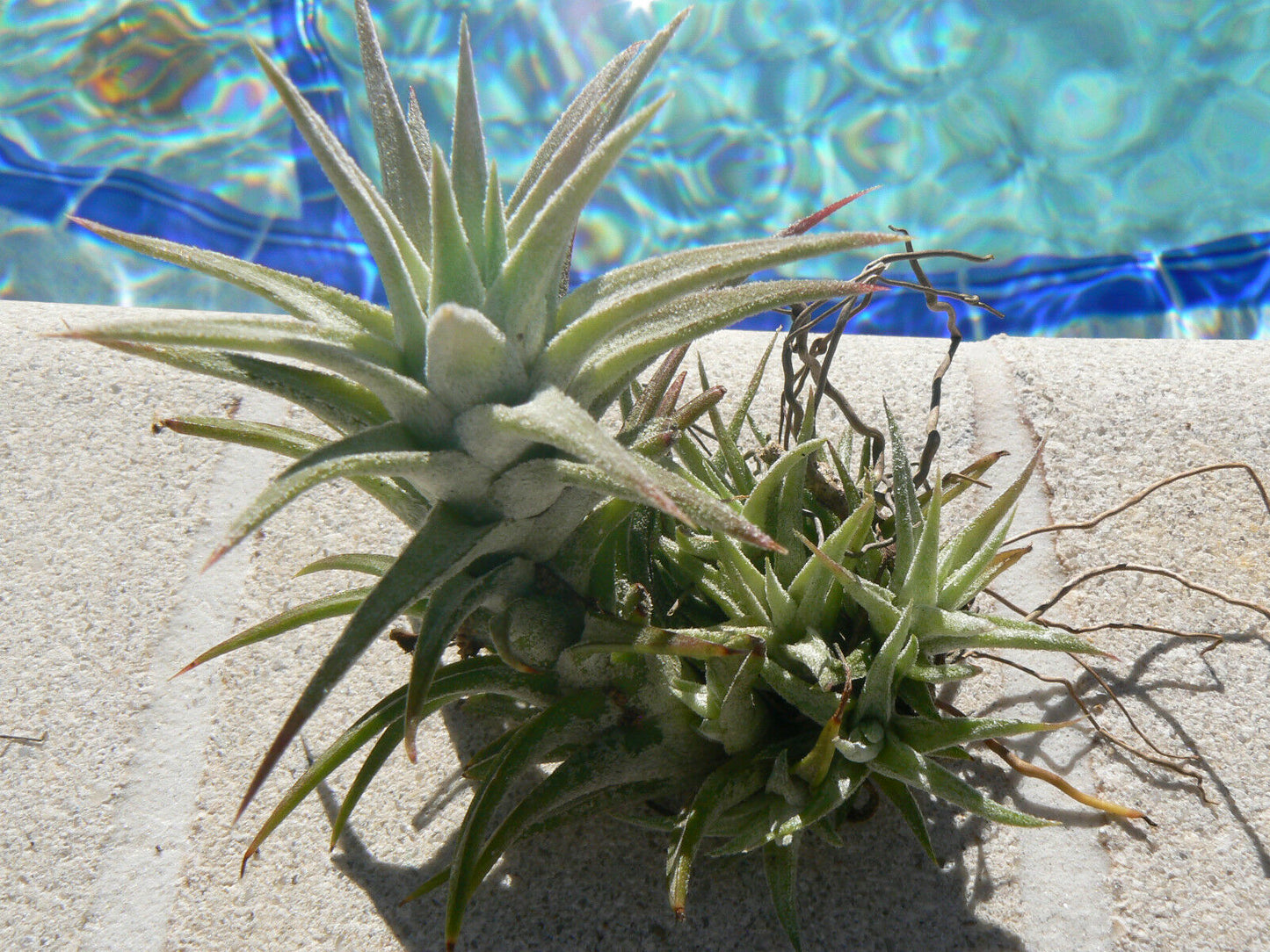 Bromeliad Tillandsia ionantha v. van-hyningii colony Air Plant