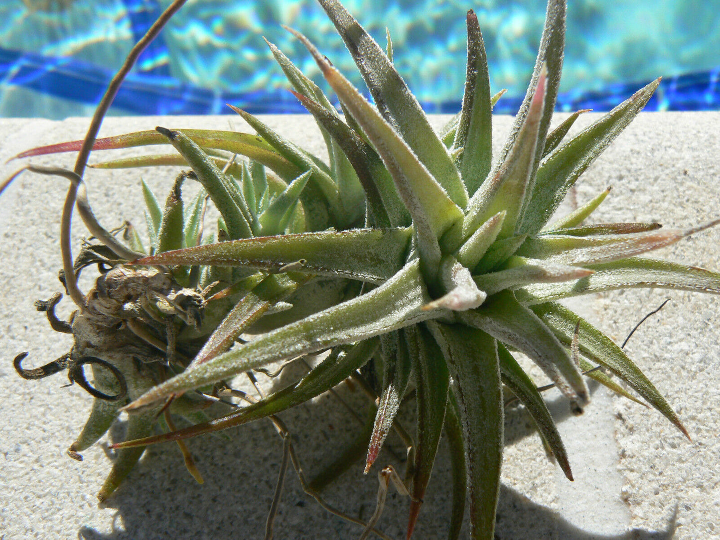 Bromeliad Tillandsia ionantha v. van-hyningii colony Air Plant