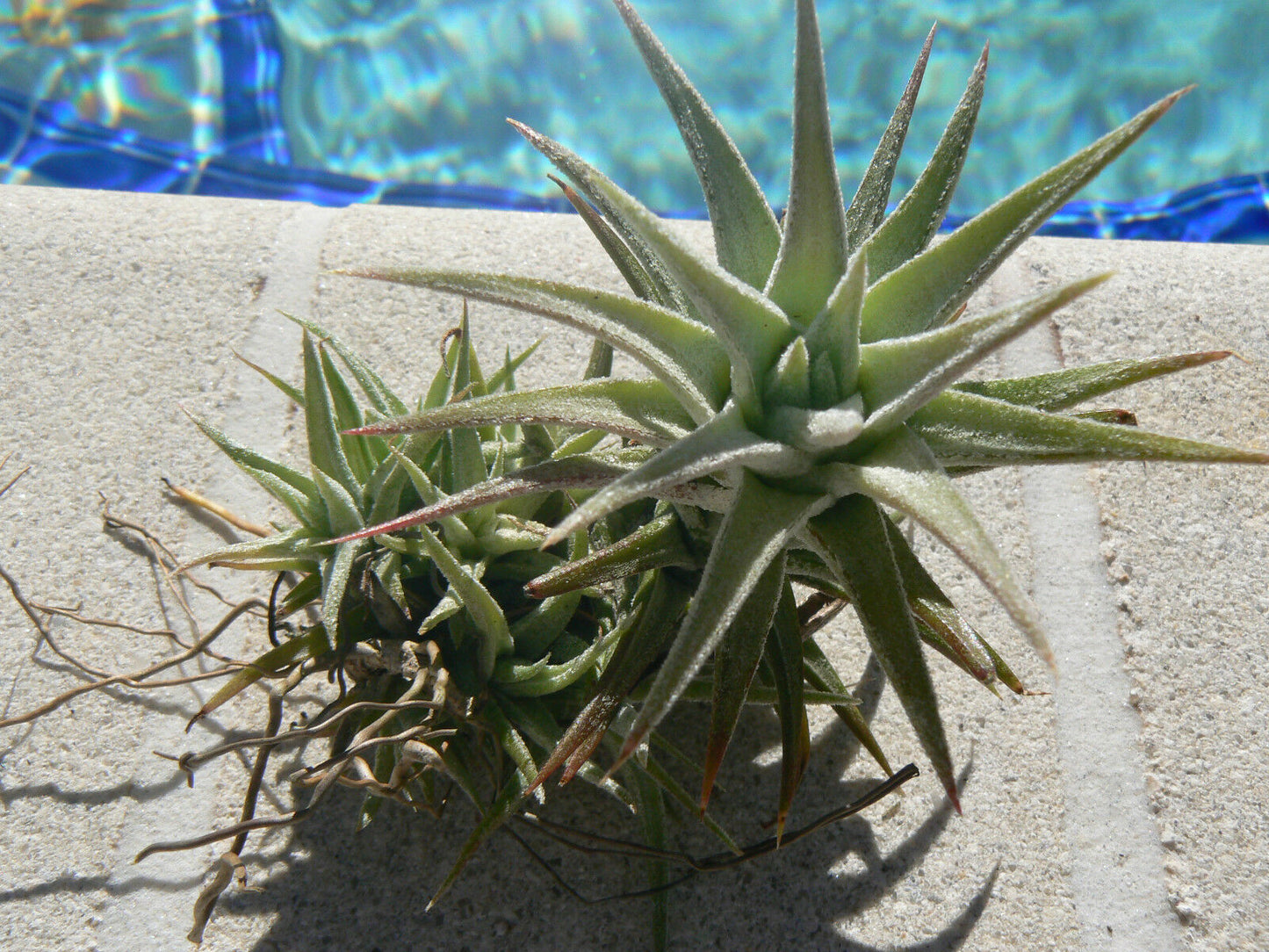 Bromeliad Tillandsia ionantha v. van-hyningii colony Air Plant