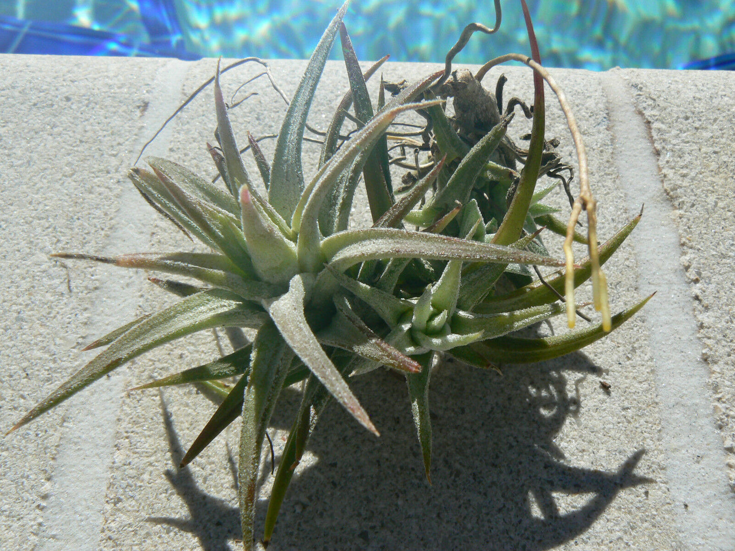 Bromeliad Tillandsia ionantha v. van-hyningii colony Air Plant