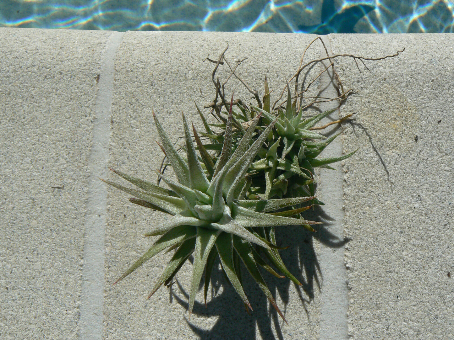 Bromeliad Tillandsia ionantha v. van-hyningii colony Air Plant