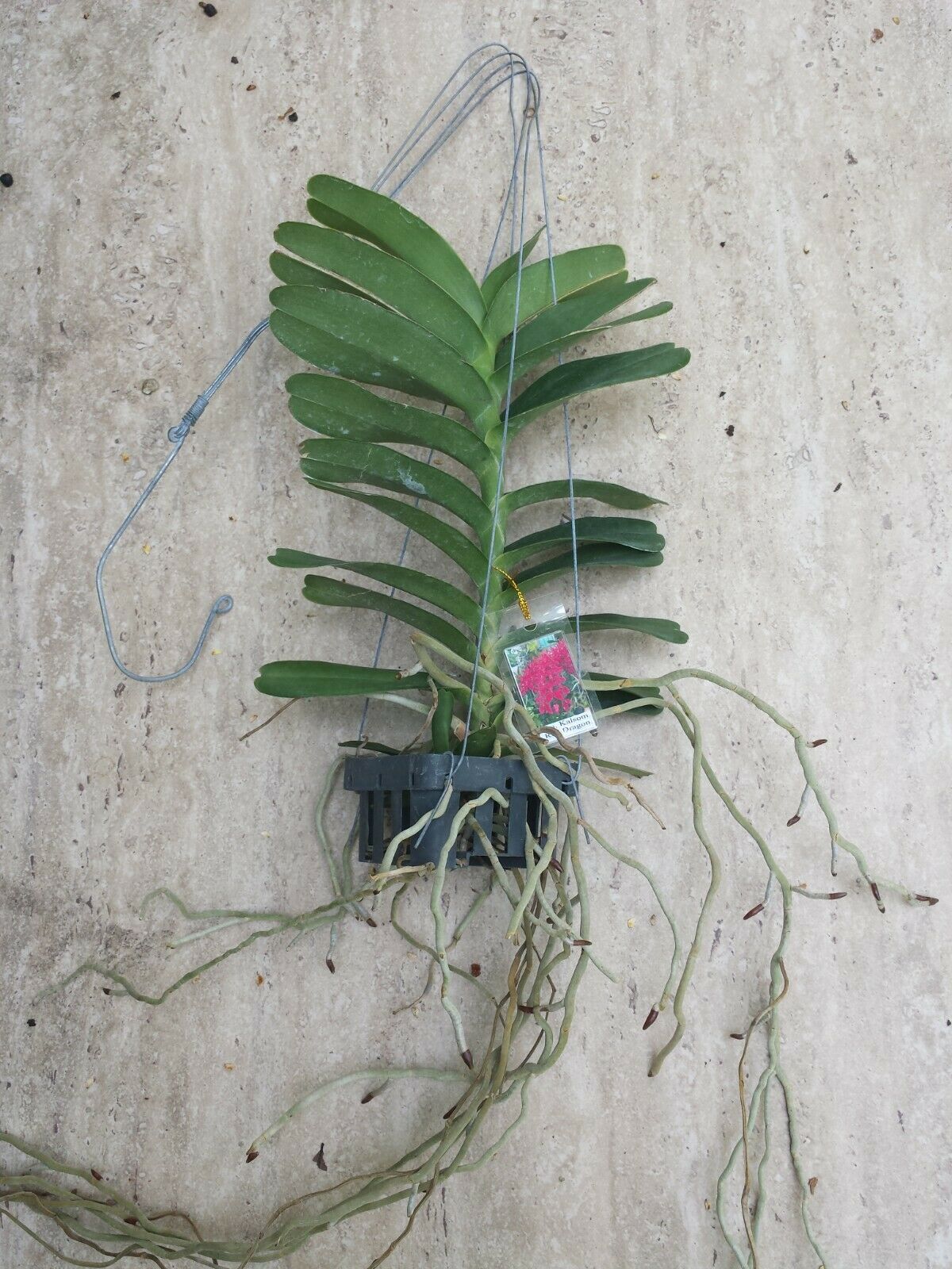 Vanda Ren Kalsom Red Dragon Hanging Plant