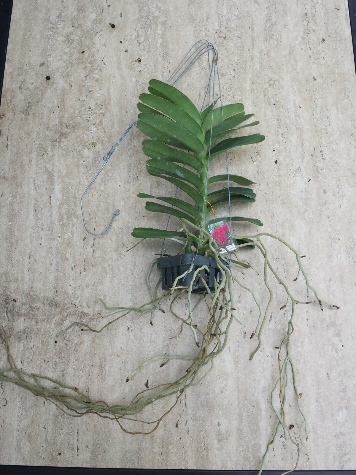Vanda Ren Kalsom Red Dragon Hanging Plant
