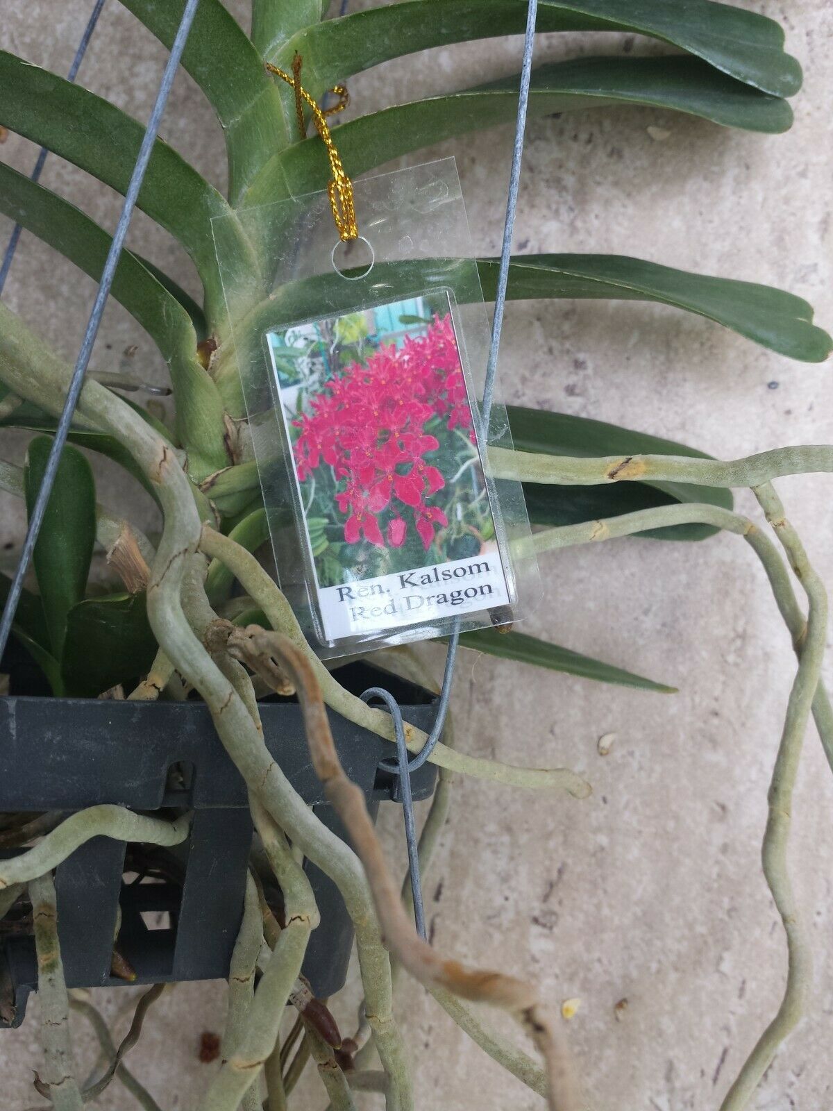Vanda Ren Kalsom Red Dragon Hanging Plant