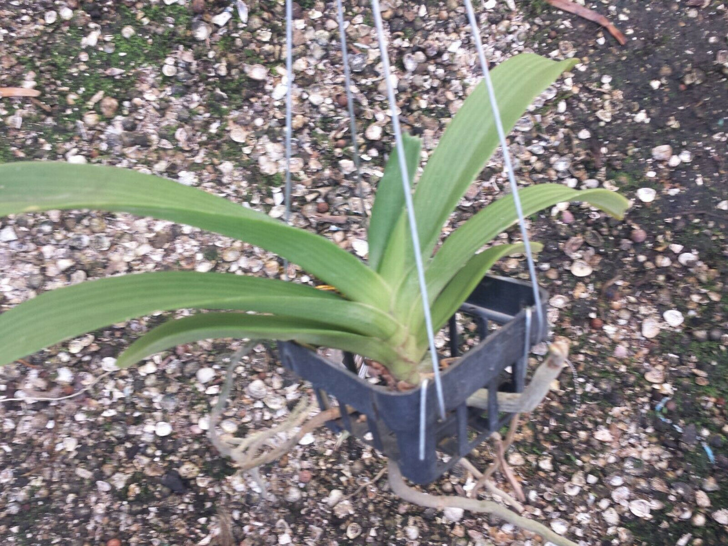 Vanda Rhynchostylis gigantea Purple Fragrant