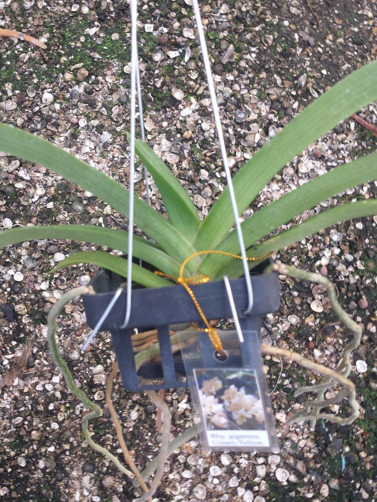 Vanda Rhynchostylis gigantea Purple Fragrant