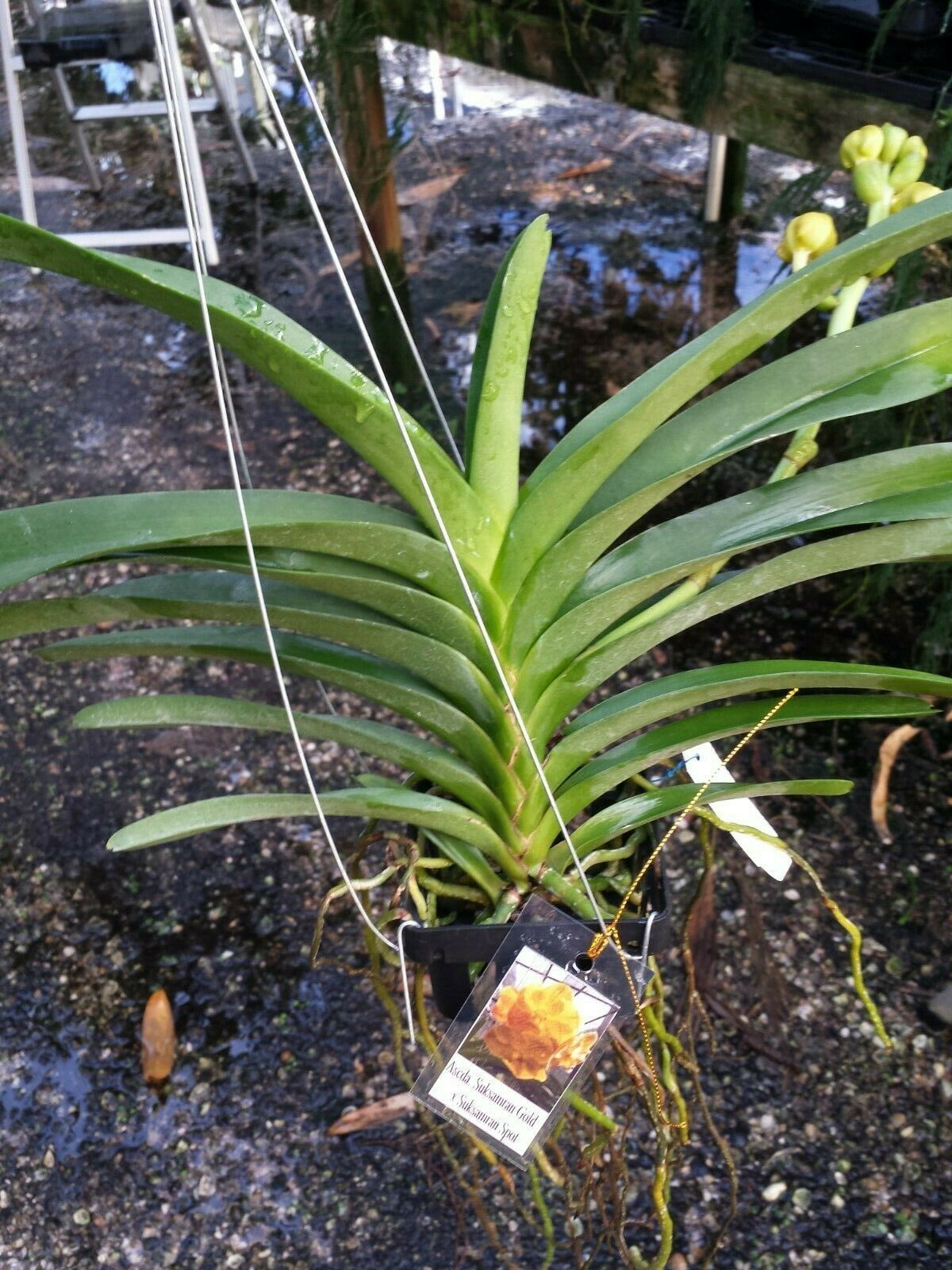 Vanda Suksamran Gold x Suksamran Spot