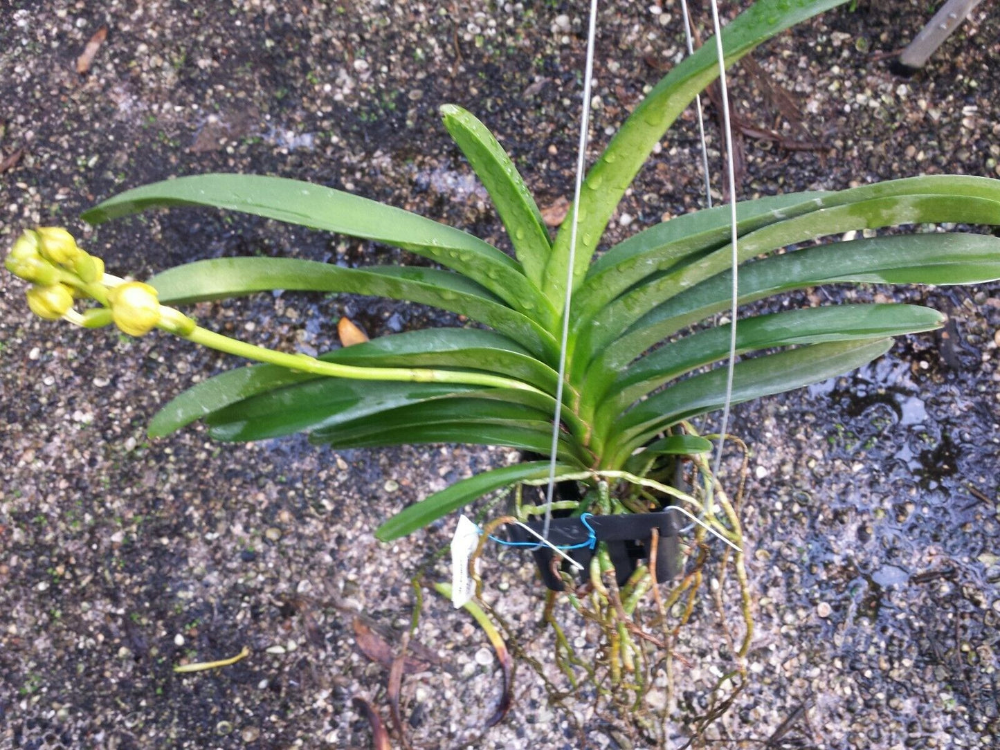 Vanda Suksamran Gold x Suksamran Spot
