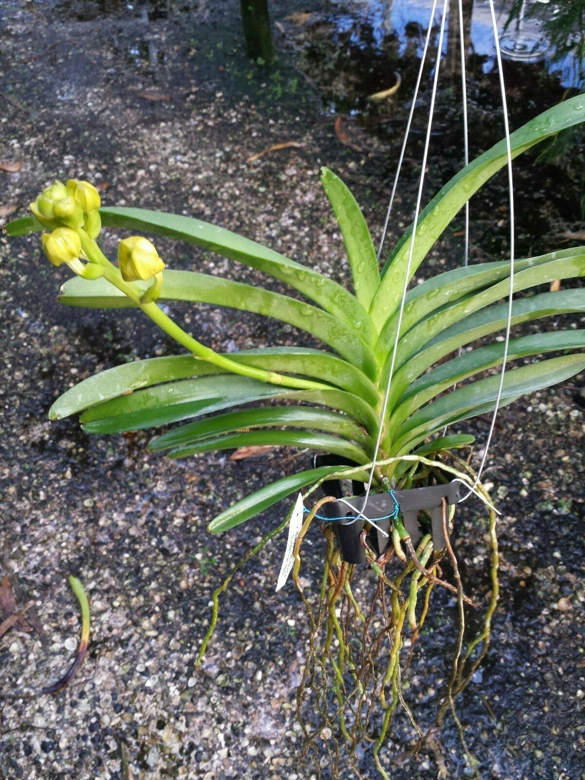 Vanda Suksamran Gold x Suksamran Spot
