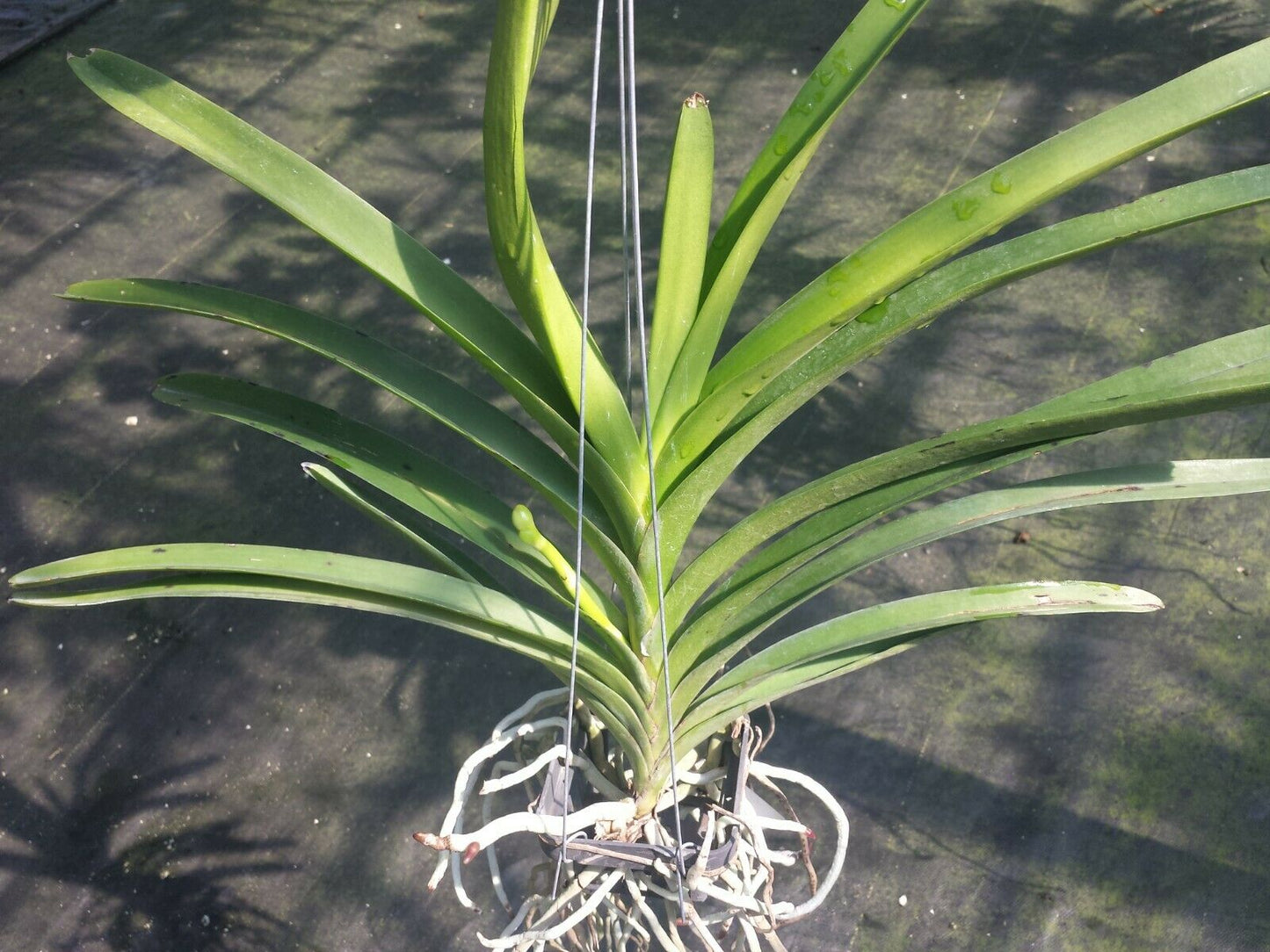 Vanda Tarab Waxy Ha Pad Exotic Tropical Hanging Plant