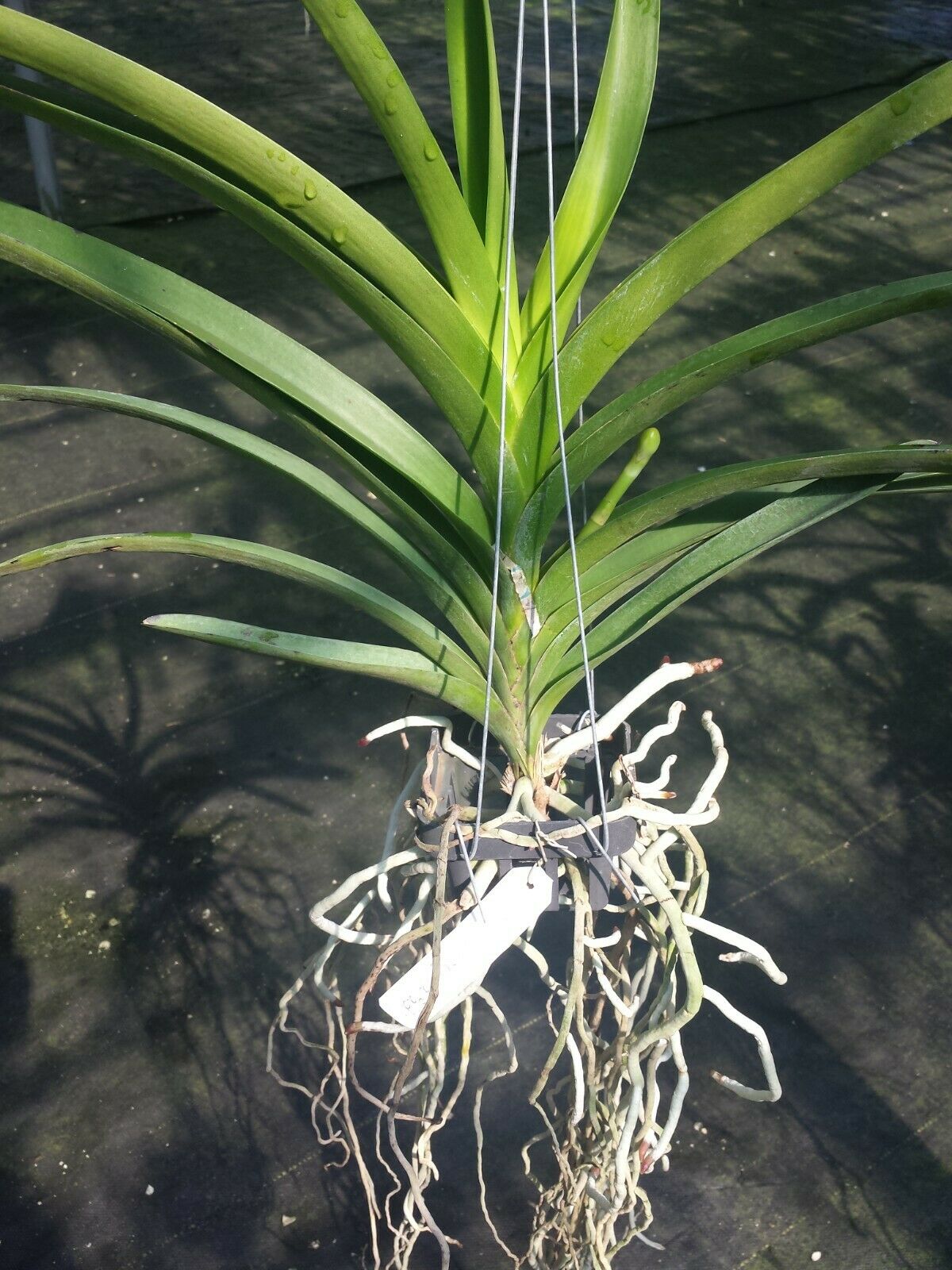 Vanda Tarab Waxy Ha Pad Exotic Tropical Hanging Plant