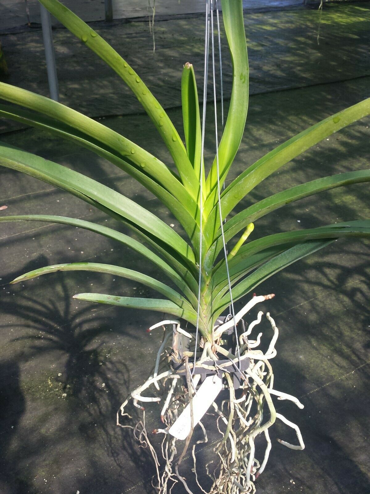 Vanda Tarab Waxy Ha Pad Exotic Tropical Hanging Plant