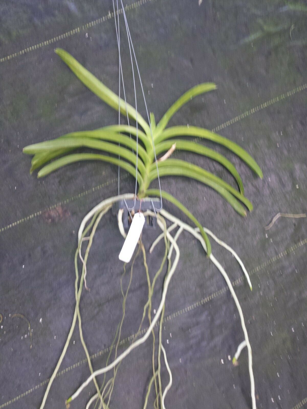 Vanda Thailand Gold x Chiengmai Gold