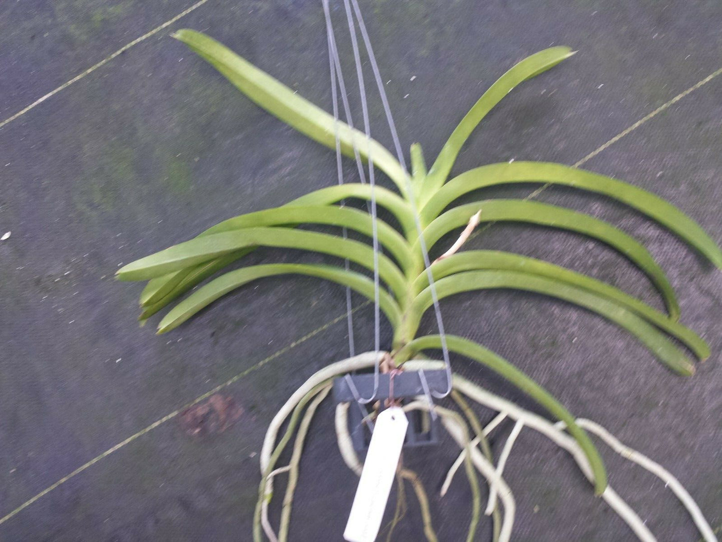 Vanda Thailand Gold x Chiengmai Gold