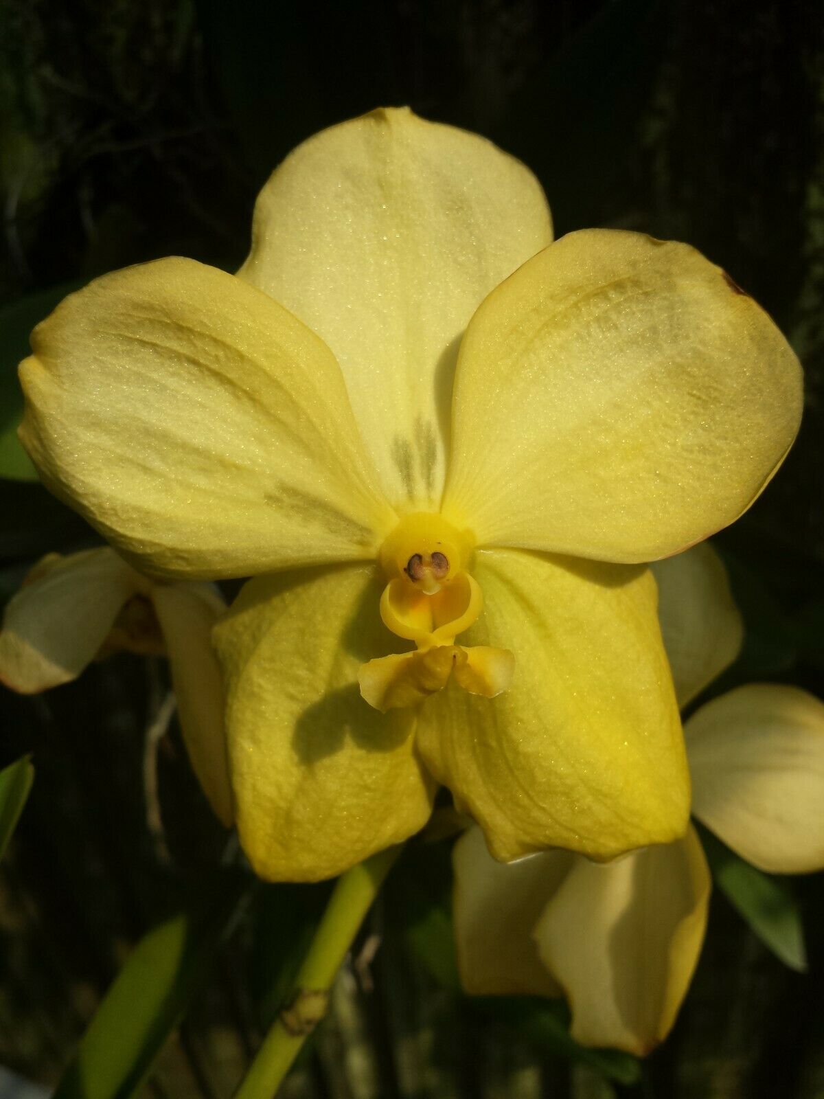 Vanda Thailand Gold x Chiengmai Gold