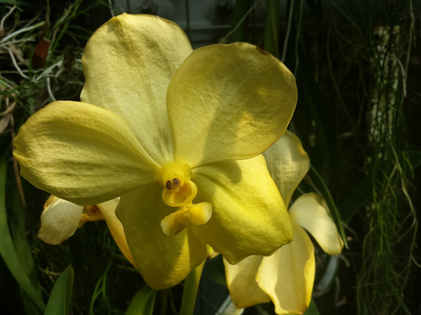 Vanda Thailand Gold x Chiengmai Gold