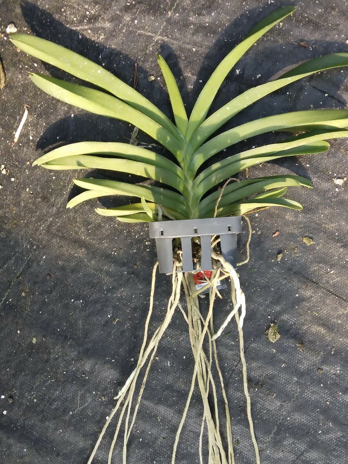 Vanda Viboon Sunset
