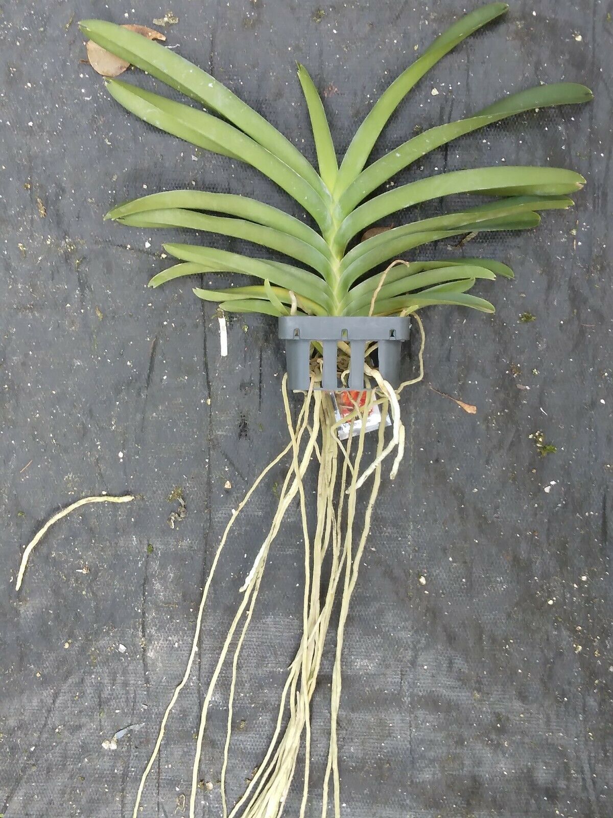 Vanda Viboon Sunset
