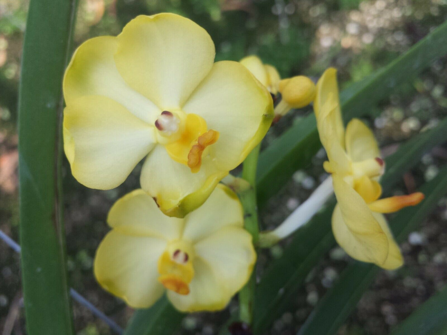 Vanda Conference Gold Hanging Plants