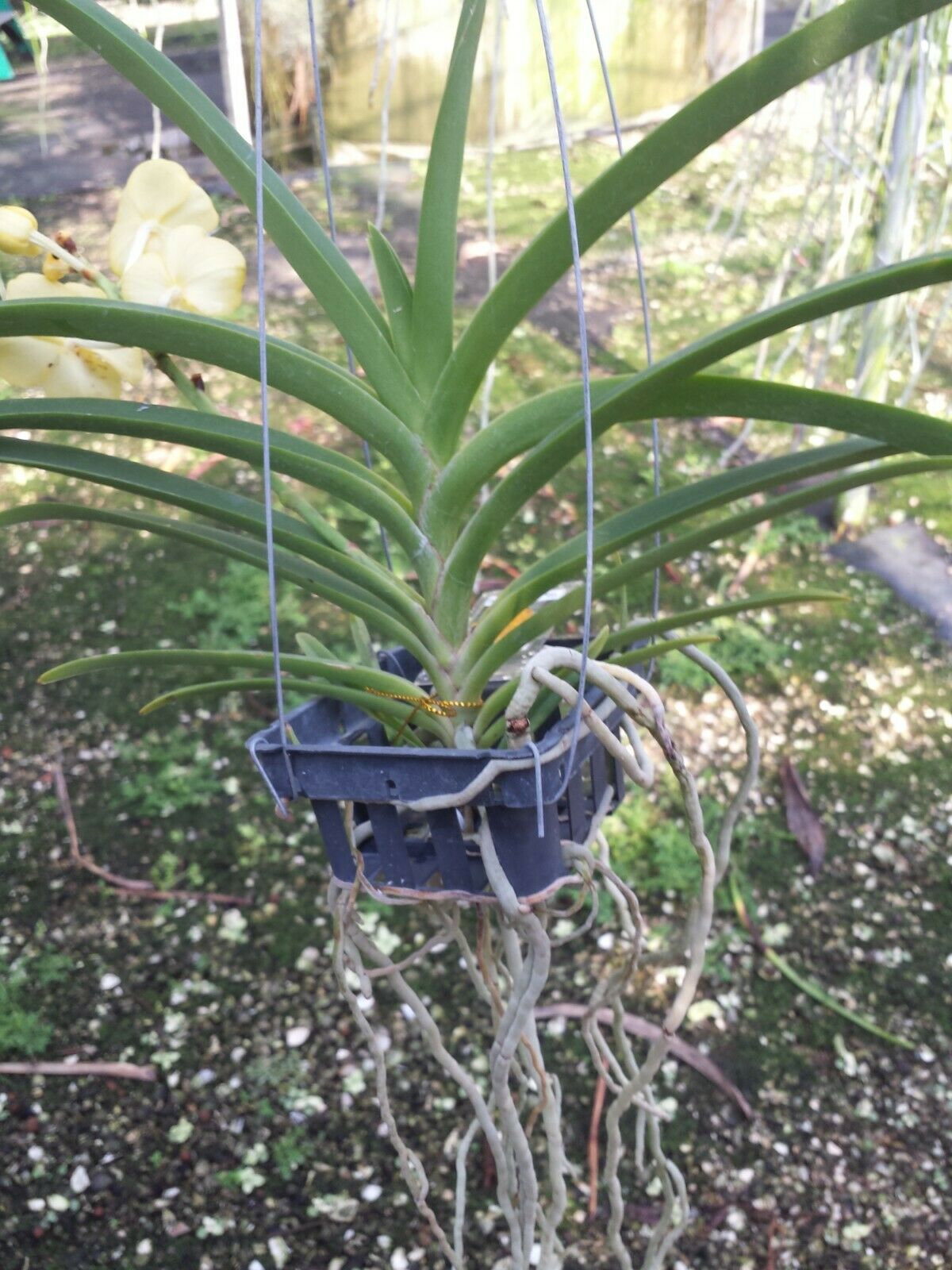 Vanda Conference Gold Hanging Plants