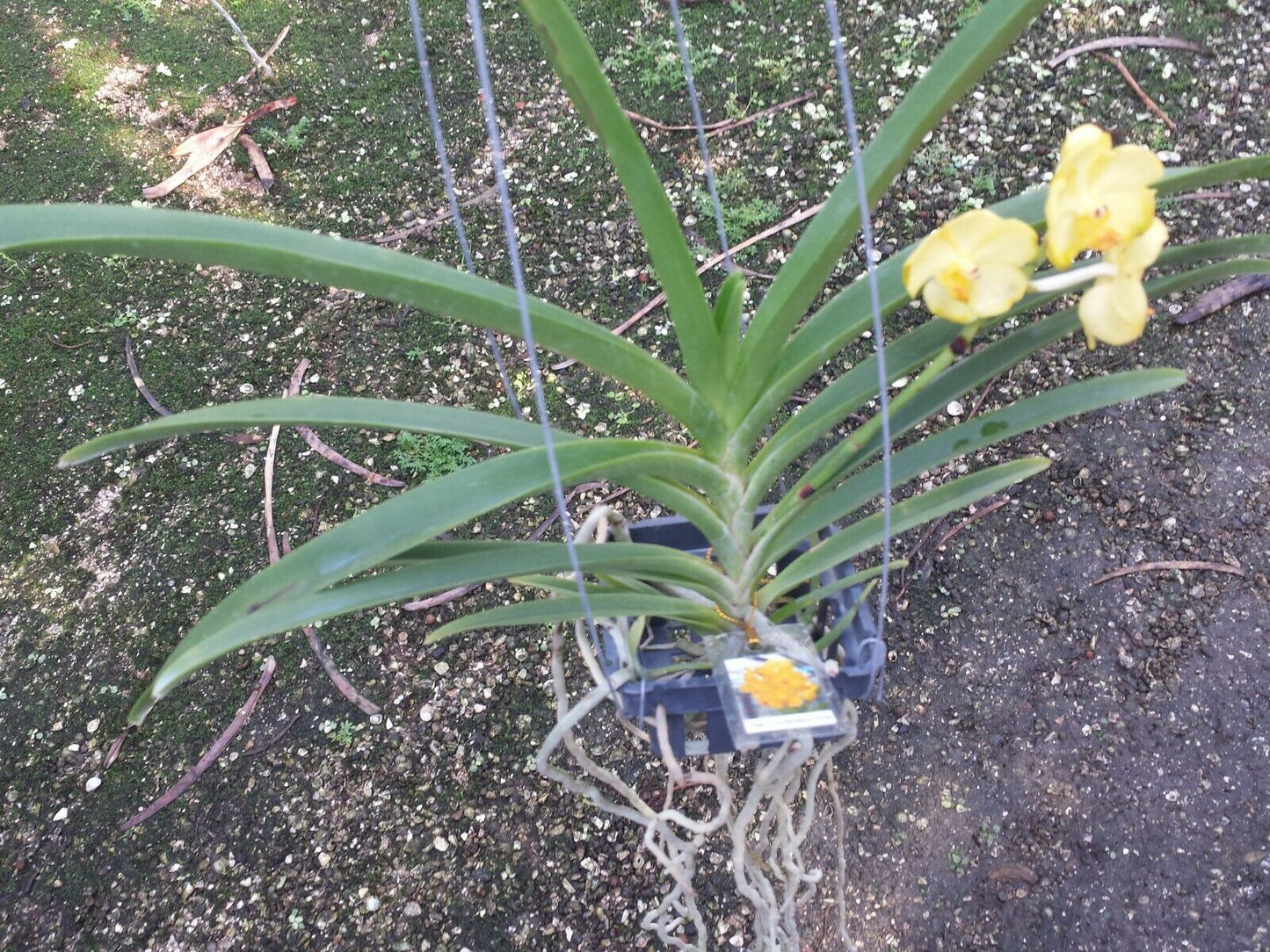 Vanda Conference Gold Hanging Plants