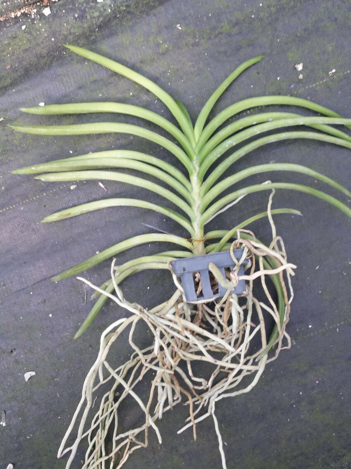 Vanda lamellata x boxallii 4N Exotic Tropical Plants