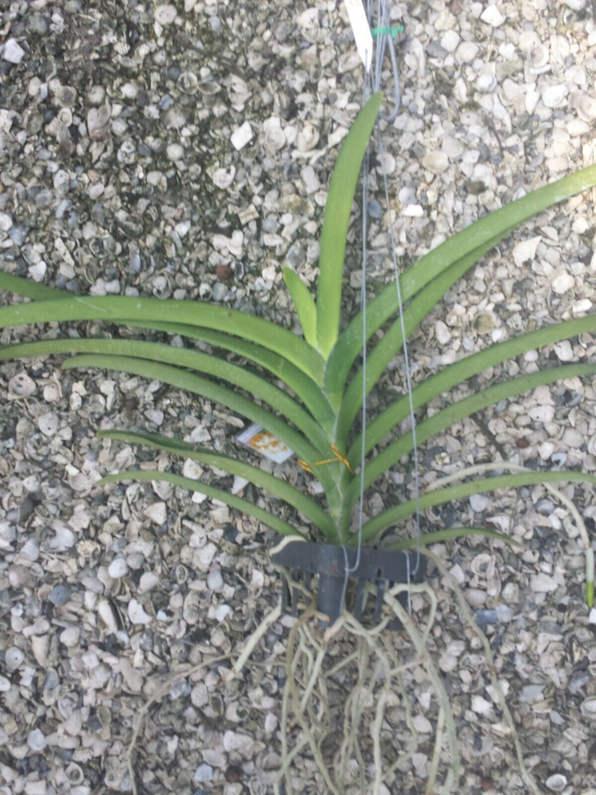 Vanda Prapathom Gold x Rasri Gold No 2