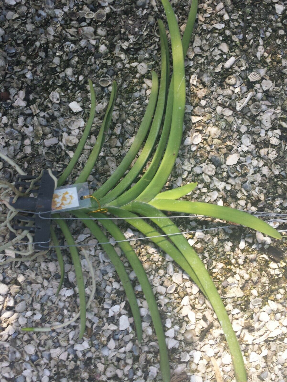 Vanda Prapathom Gold x Rasri Gold No 2