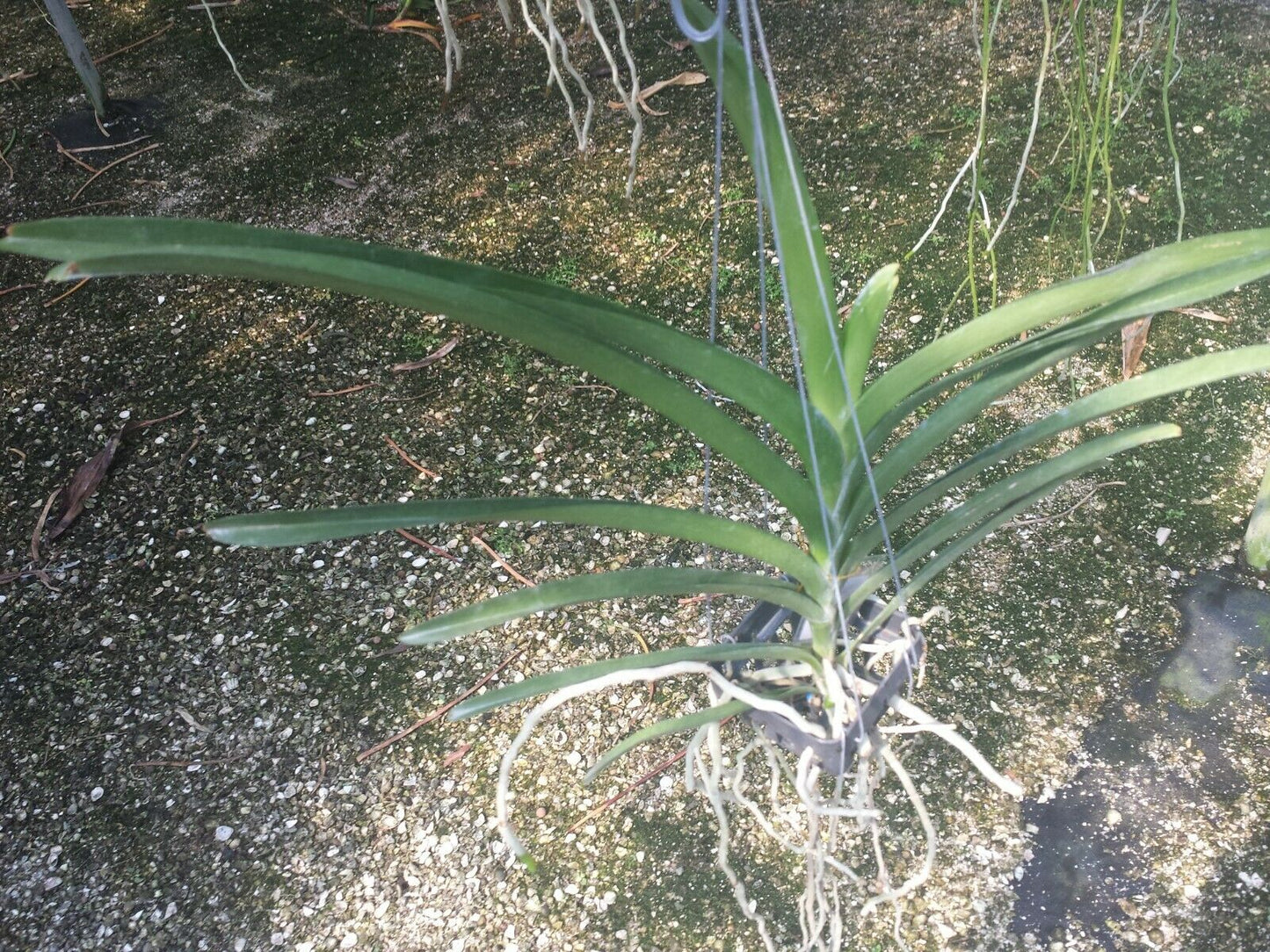 Vanda Prapathom Gold x Rasri Gold No 2