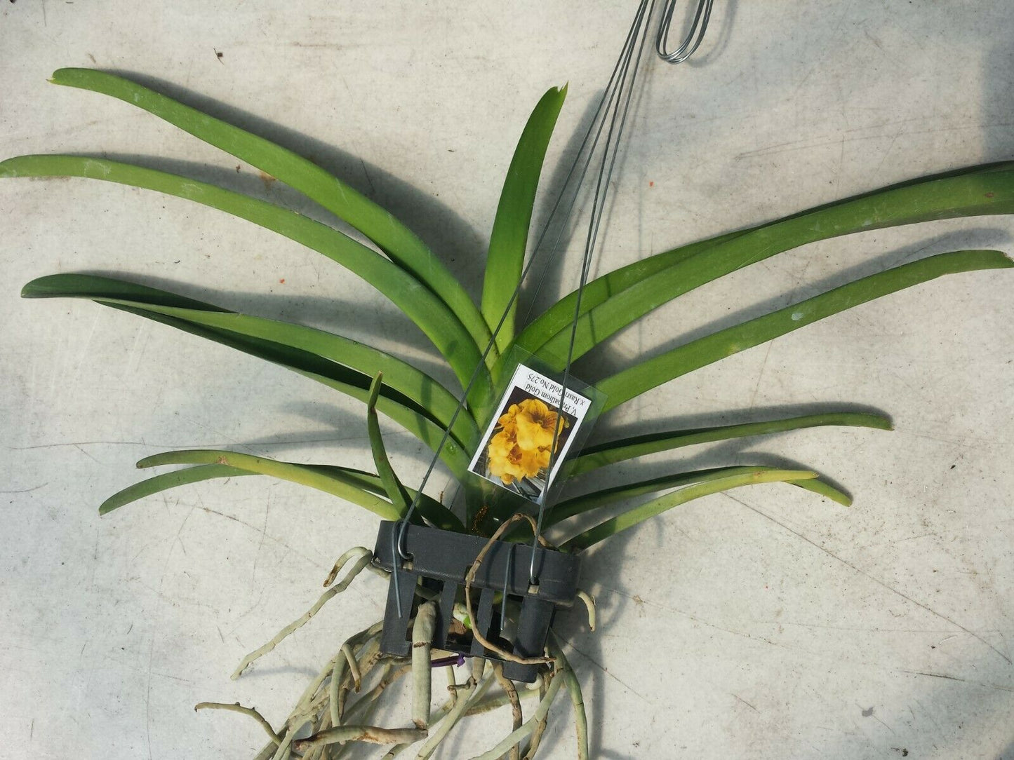 Vanda Prapathom Gold x Rasri Gold No 275 Hanging Plant