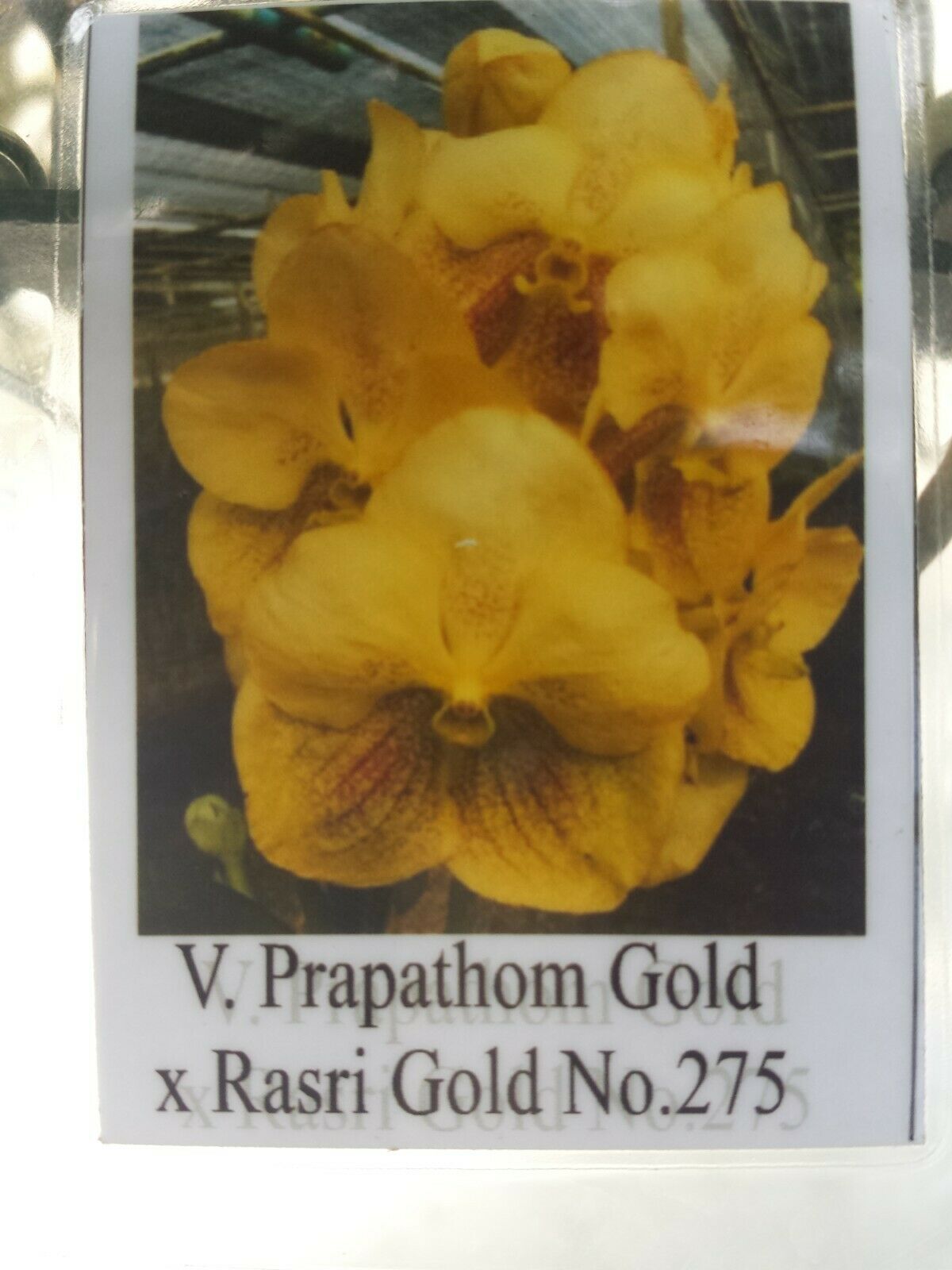 Vanda Prapathom Gold x Rasri Gold No 275 Hanging Plant