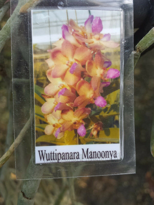 Vanda Wuttiphanara Manoonya Tropical Hanging Plants